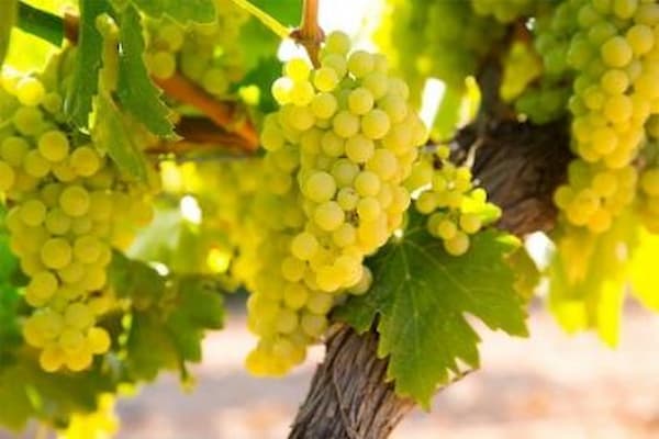 قیمت انگور عسگری کاشمر
